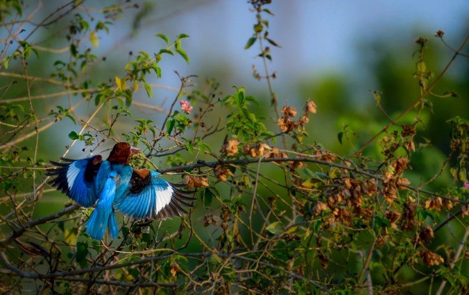 White-bellied Kingfisher by Chetan Krishnamurthy - La Paz Group