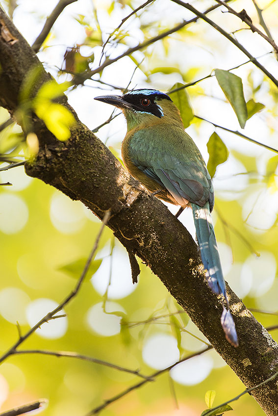 Lesson's Motmot by Leander Khil - La Paz Group