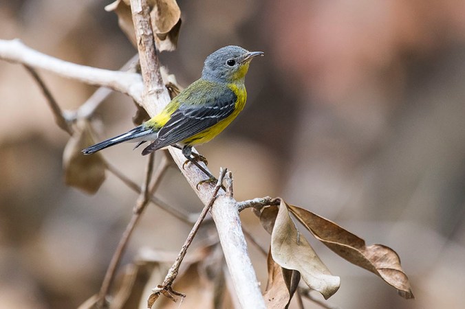 Magnolia Warbler by Leander Khil - La Paz Group