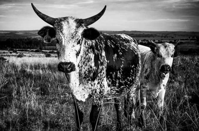 nguni-cattle.jpg