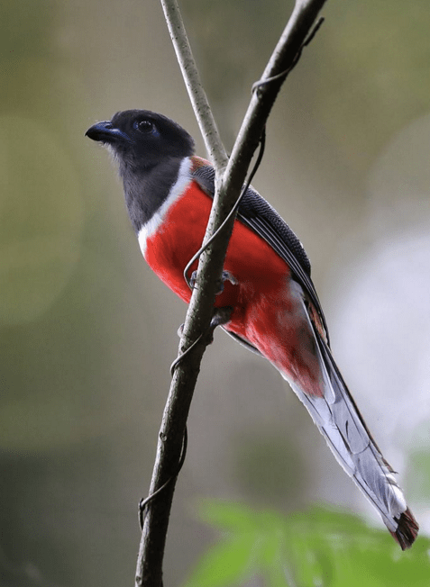 Malabar Trogon - male by Gururaj Moorching - La Paz Group