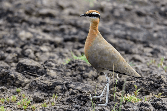 Indian Courser by Ramesh Desai - La Paz Group