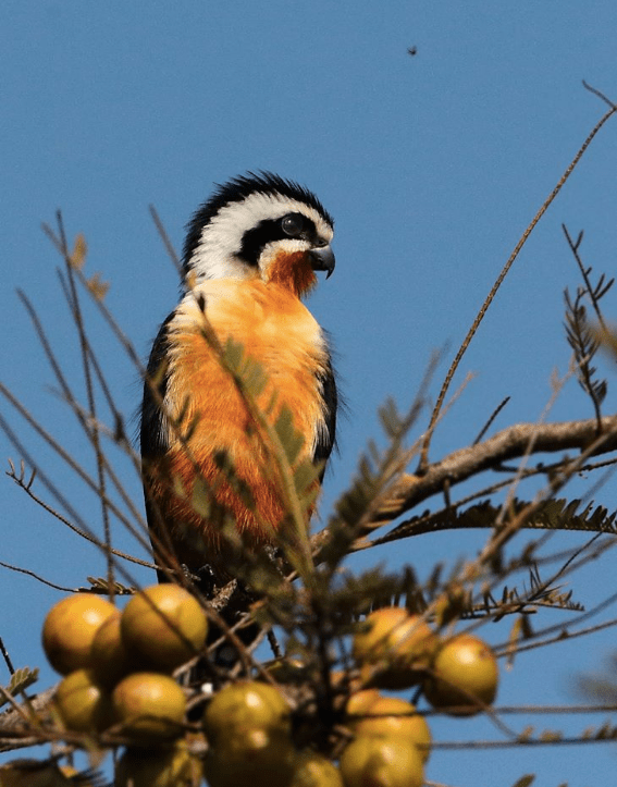 Collared Falconet by Gururaj Moorching - La Paz Group