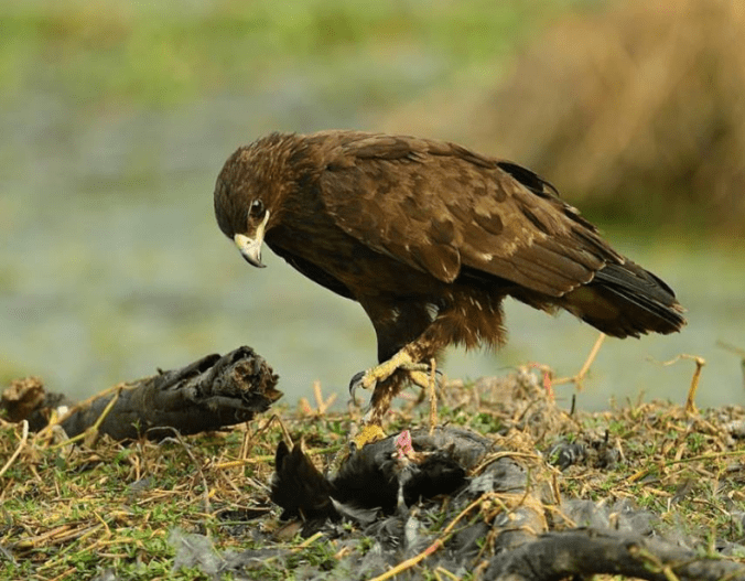 Greater Spotted Eagle by Sudhir Shivaram - La Paz Group
