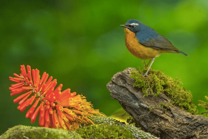 Indian Blue Robin by Dr. Eash Hoskote - La Paz Group