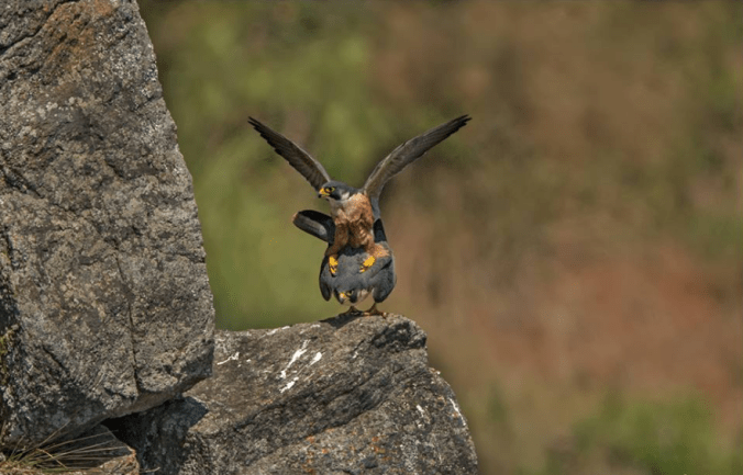 Shaheen Falcon by Dr. Eash Hoskote - La Paz Group