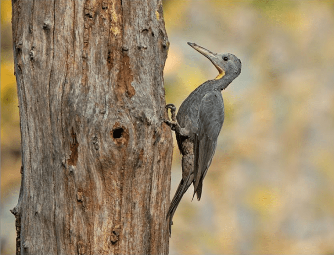 Great Slaty Woodpecker by Dr. Eash Hoskote - La Paz Group