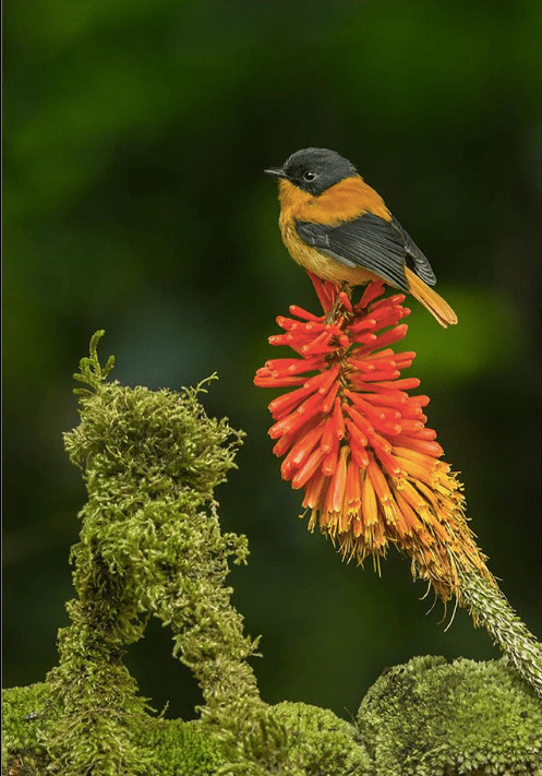 Black-and-Orange Flycatcher by Dr. Eash Hoskote - La Paz Group