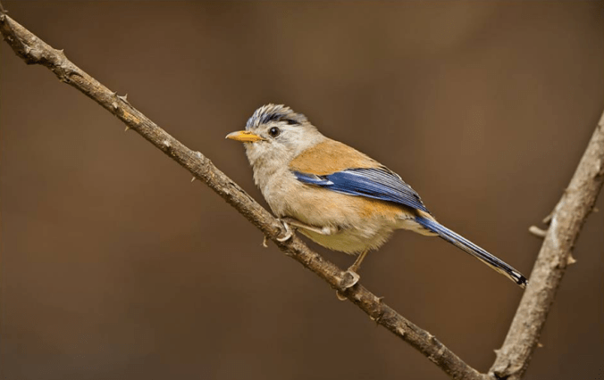 Blue-winged Siva by Dr. Eash Hoskote - La Paz Group