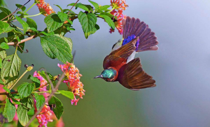 Purple-rumped Sunbird by Gururaj Moorching - La Paz Group