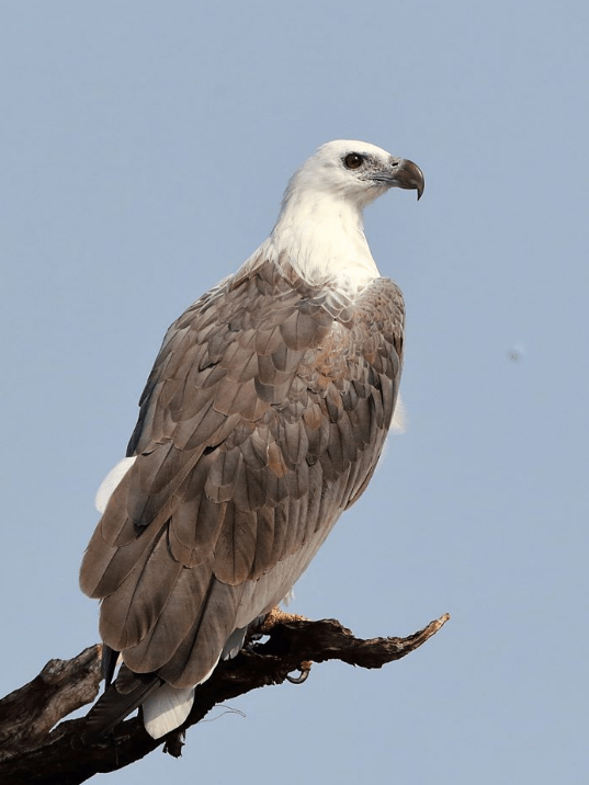 White-bellied Sea-eagle by Gururaj Moorching - La Paz Group
