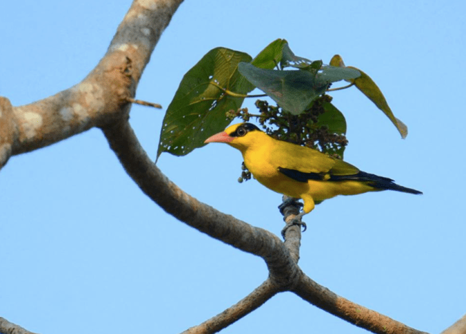 Black-naped Oriole by Puneet Dhar - La Paz Group
