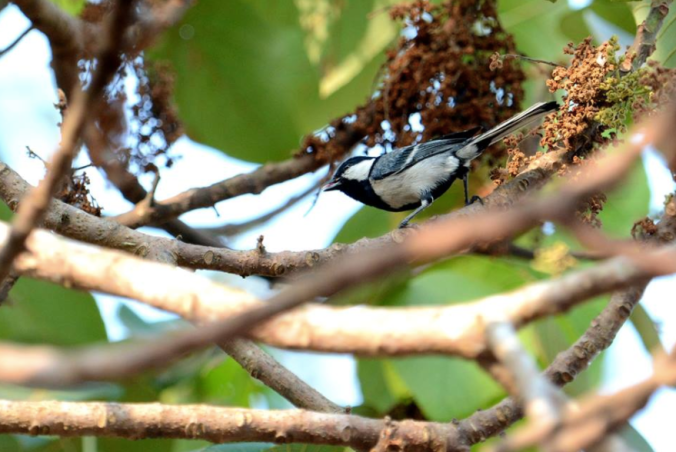 Cinereous Tit by Puneet Dhar - La Paz Group