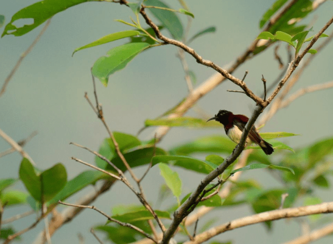 Crimson-backed Sunbird by Puneet Dhar - La Paz Group