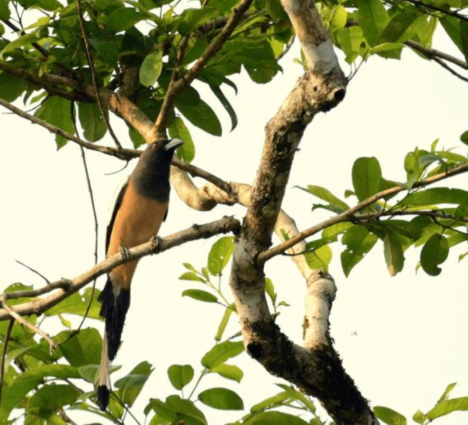 Rufous Treepie by Puneet Dhar - La Paz Group