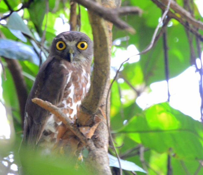 Brown Hawk Owl by Puneet Dhar - La Paz Group