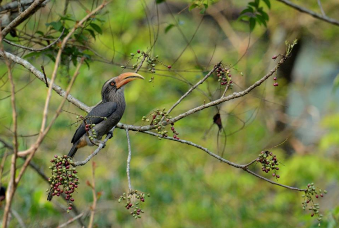Malabar Grey Hornbill by Puneet Dhar - La Paz Group