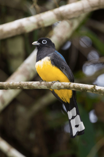 Black-headed Trogon by Leander Khil - La Paz Group