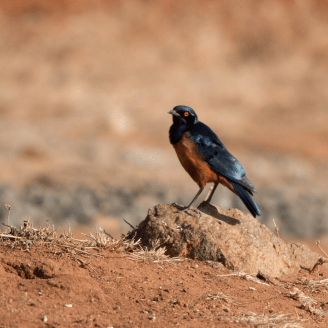 Hildebrandt's Starling by Shailee Shah - La Paz Group