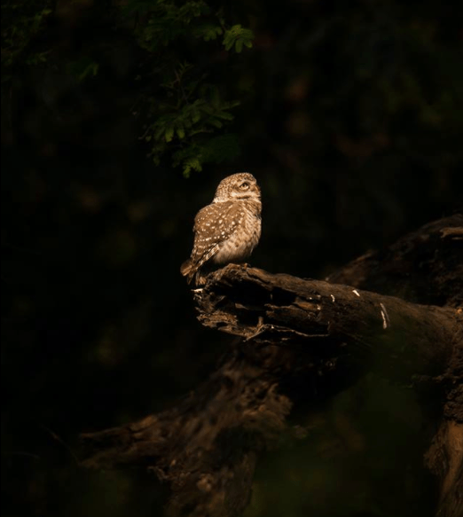 Spotted Owlet by Sudhir Shivaram - La Paz Group