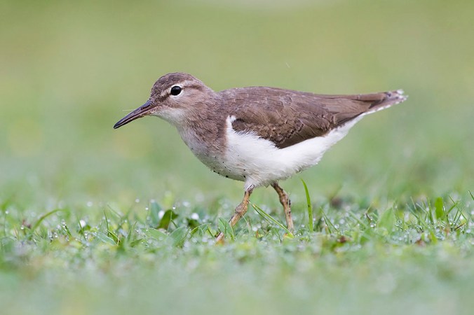 Spotted Sandpiper by Leander Khil - La Paz Group