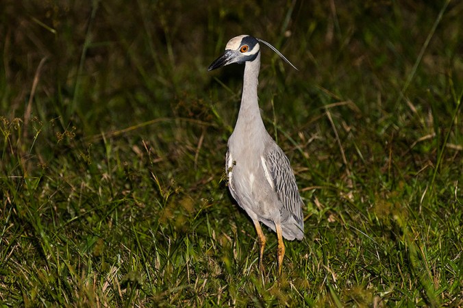 Yellow-crowned Night Heron by Leander Khil - La Paz Group