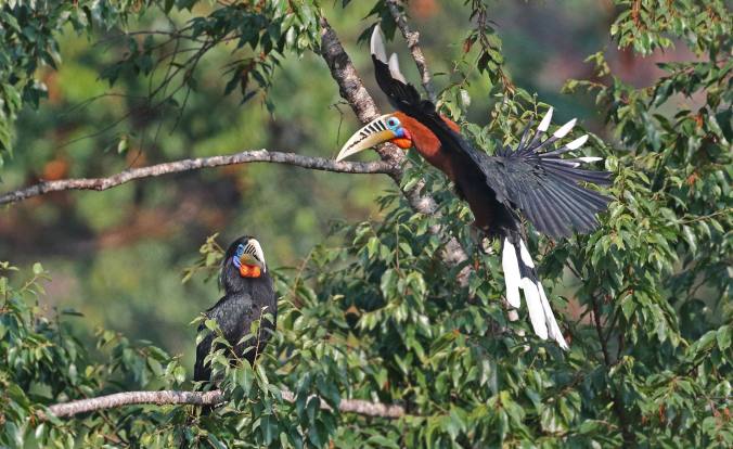 Rufous-necked Hornbill by Gururaj Moorching - La Paz Group