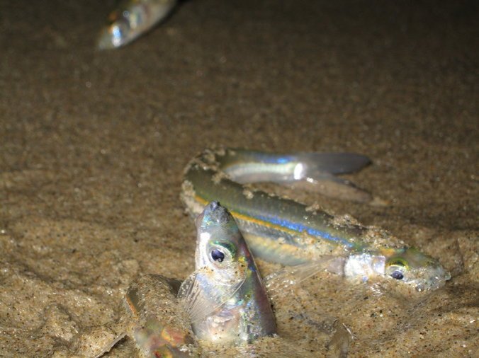 14GRUNION1-master675