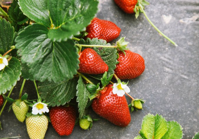 19berries-1-superJumbo