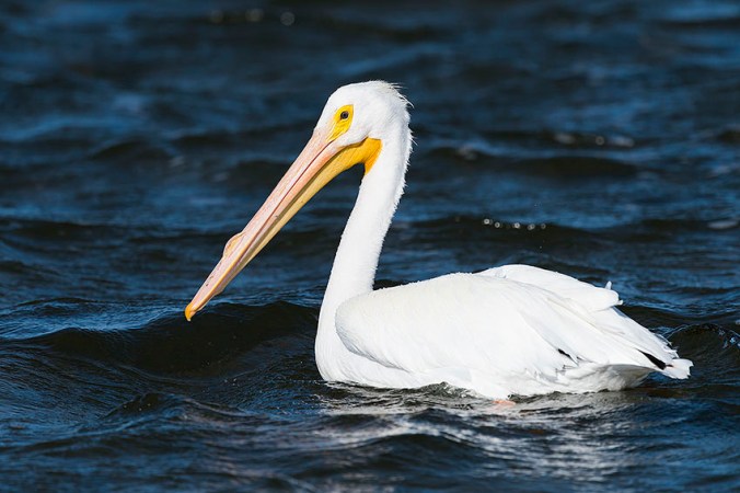 American White Pelican by Leander Khil - La Paz Group