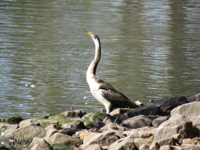Australasian Darter - La Paz Group