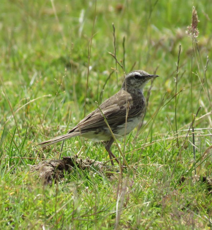 Australasian Pipit by James Zainaldin - La Paz Group