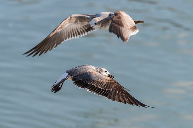 Aztekenmöwe by Leander Khil