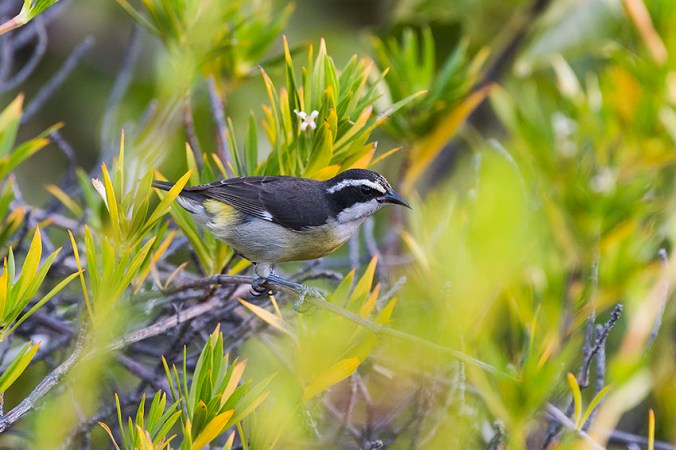 Bananaquit by Leander Khil - La Paz Group