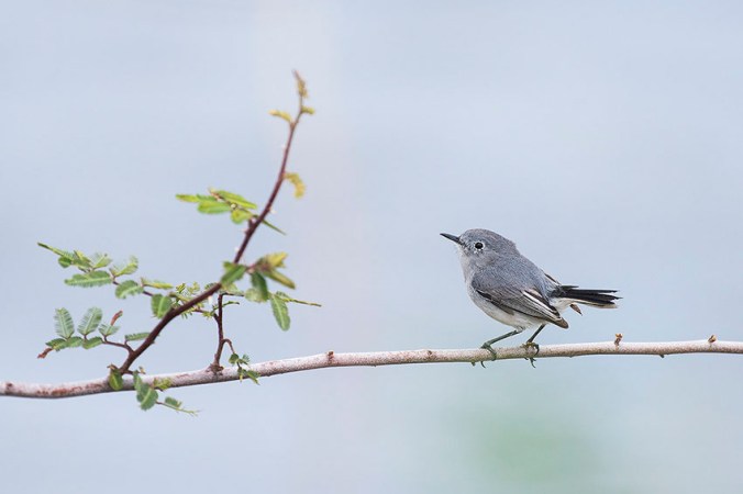 Blue-gray Gnatcatcher by Leander Khil - La Paz Group