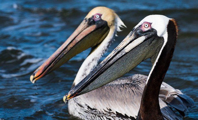 Brown Pelican by Leander Khil - La Paz Group