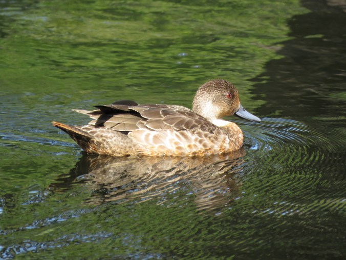 Chestnut Teal by James Zainaldin - La Paz Group