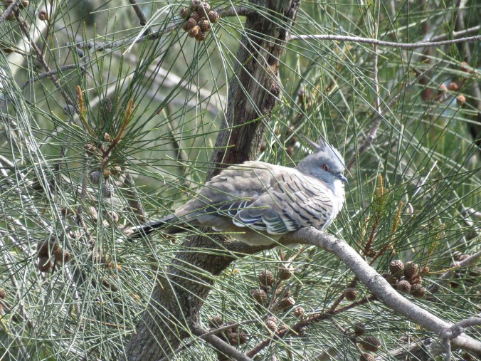 Crested Pigeon by James Zainaldin - La Paz Group