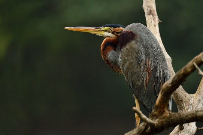 Purple Heron by Sudhir Shivaram - La Paz Group