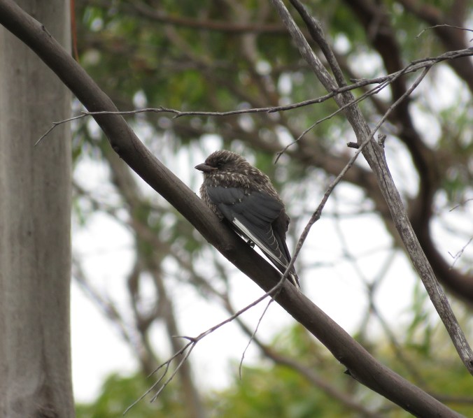 Dusky Woodswallow by James Zainaldin - La Paz Group