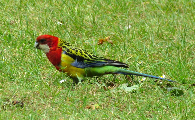 Eastern Rosella by James Zainaldin - La Paz Group