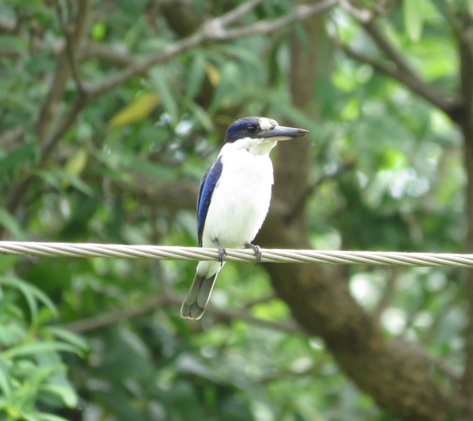 Forest Kingfisher by James Zainaldin - La Paz Group