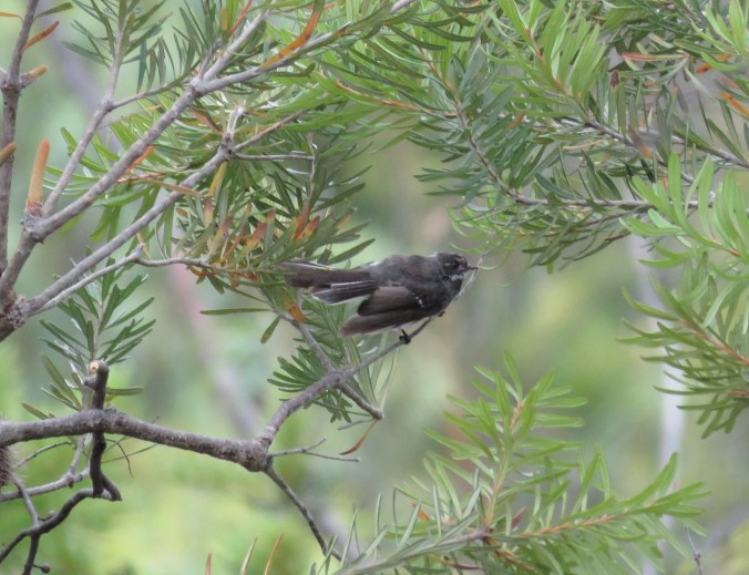 Gray Fantail by James Zainaldin - La Paz Group