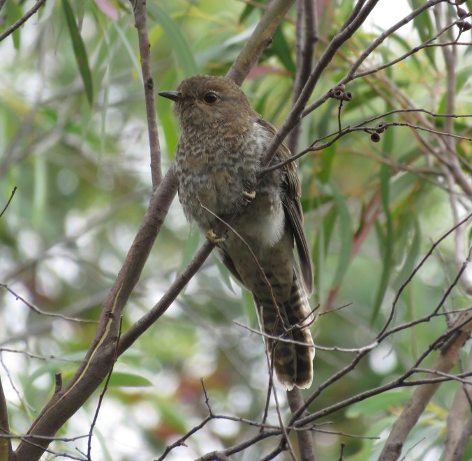 Fan-tailed Cuckoo by James Zainaldin - La Paz Group