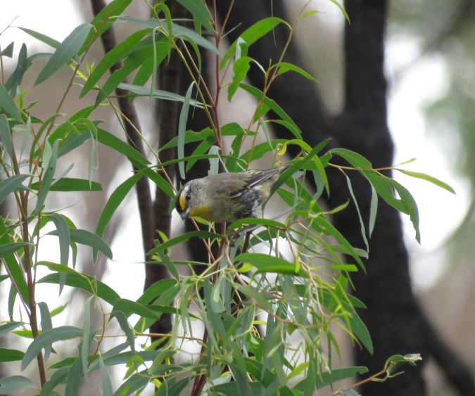 Striated Pardalote by James Zainaldin - La Paz Group