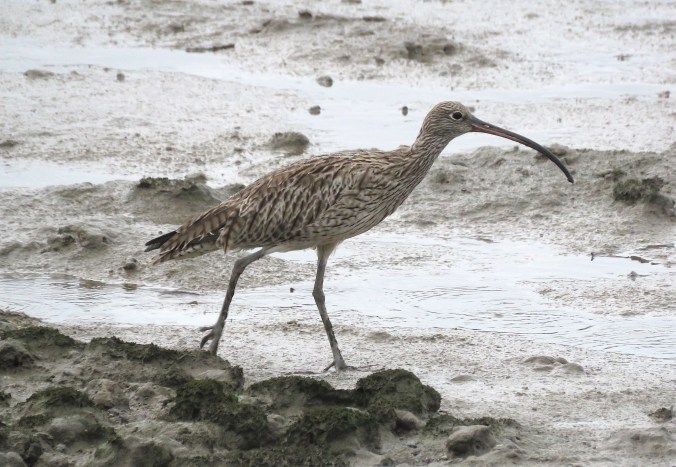 Whimbrel by James Zainaldin - Organikos
