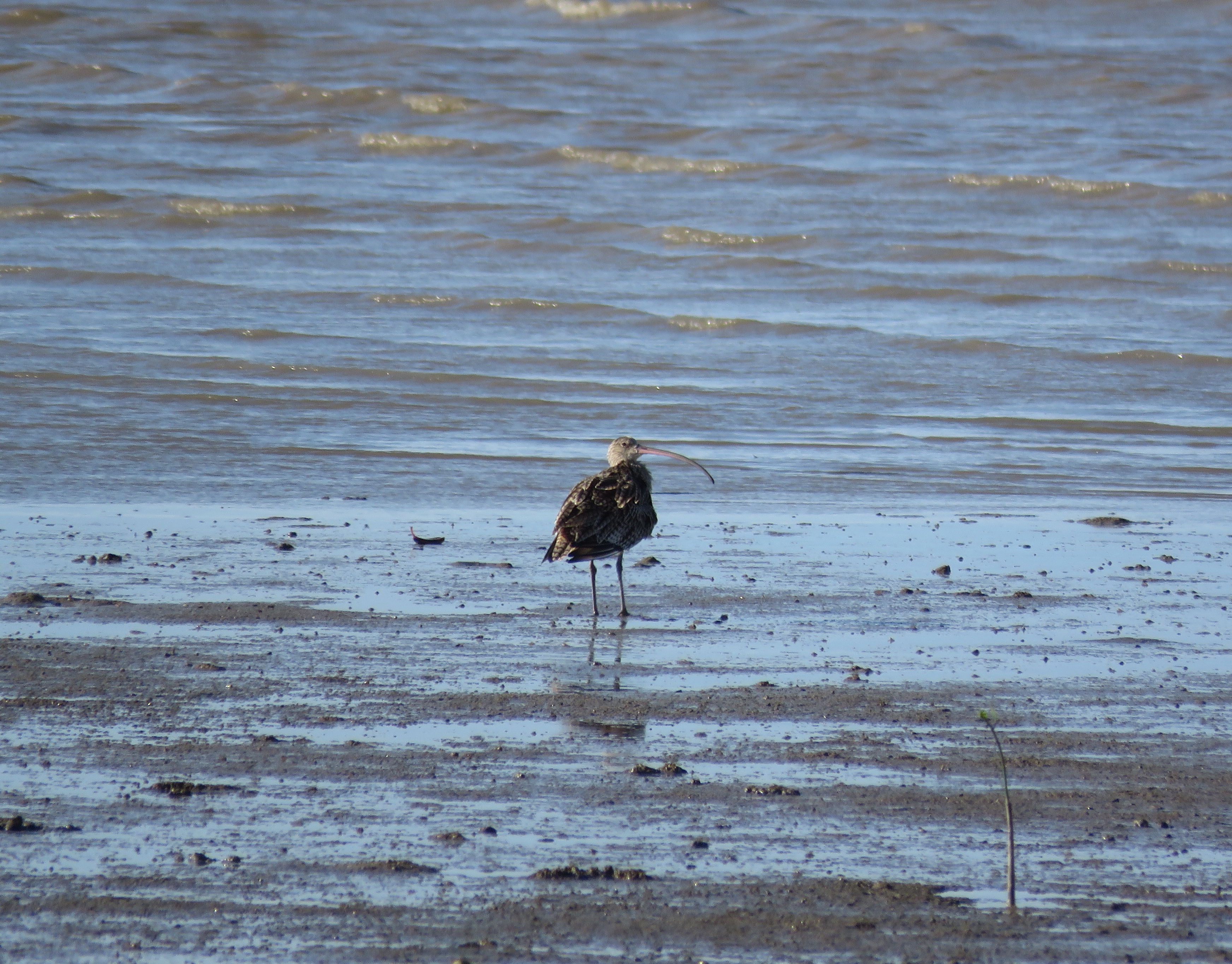 Far-eastern Curlew by James Zainaldin - La Paz Group