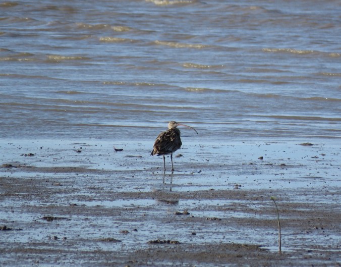 Far-eastern Curlew by James Zainaldin - La Paz Group