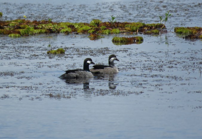 Green Pygmy-goose by James Zainaldin - La Paz Group