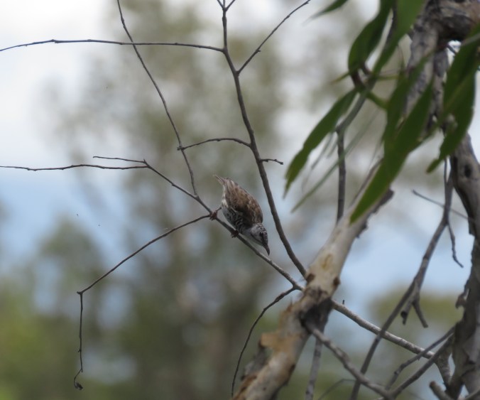Bar-breasted Honeyeater by James Zainaldin - La Paz Group